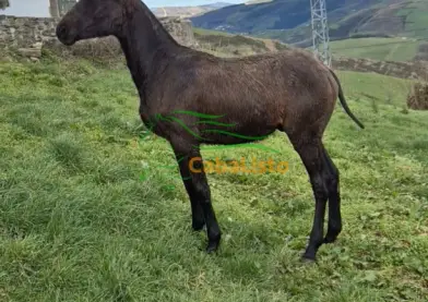 Potro