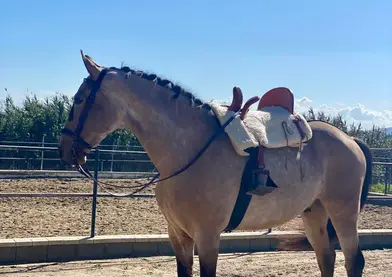 Caballo hispano árabe