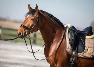 5 year lusitano gelding ! 1m53 . 3 nice Gates. Call and nice character. More info by phone or e mail