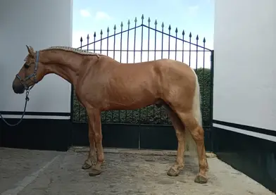 Festejo 5 years PRE stallion for sale