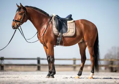 5 year lusitano gelding ! 1m53 . 3 nice Gates. Call and nice character. More info by phone or e mail