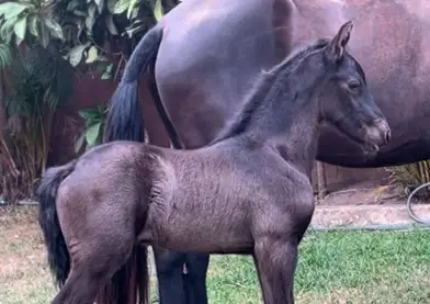 Potrillo FRISON nacional 2 meses