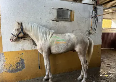 Venta