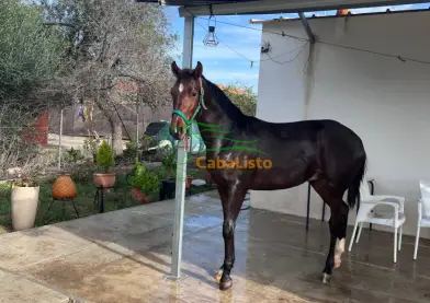 Potro dos años hispanoarabe