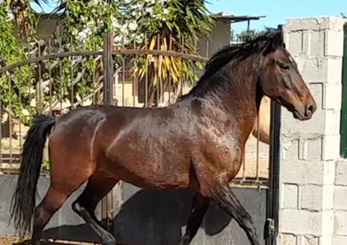Caballo cruzado