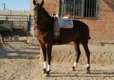 Se vende yegua pre