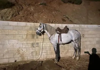 Caballo de 5 años