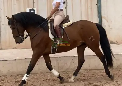 DISPONIBLE PURA RAZA ESPAÑOL (PRE) 🇪🇸