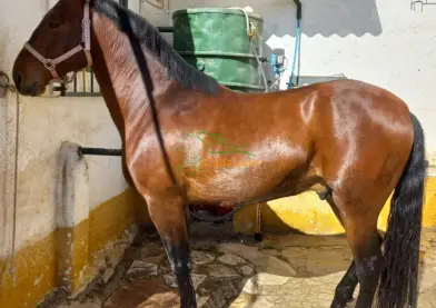 Caballo pre.castrado montado y enganchado