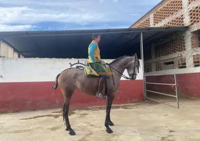 Potra arreglada en vaquera con 1.66 hispanorabe con carta hierro de clemente torda vinosa y amparando haciendo acoso y derribo