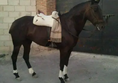 Se vende yegua pre
