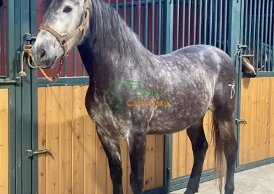 PRE GALÁN DT