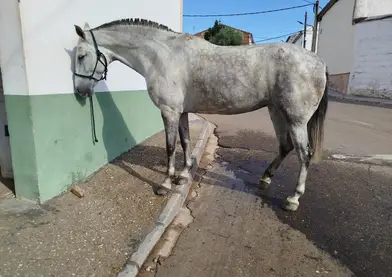 Yegua montada de 6 años con 1'68 a la cruz