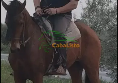 Se vende yegua para niños muy mansa 500€
