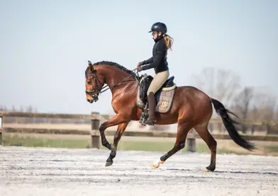 5 year lusitano gelding ! 1m53 . 3 nice Gates. Call and nice character. More info by phone or e mail
