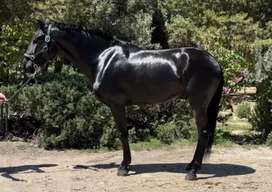 Se vende potro lusitano