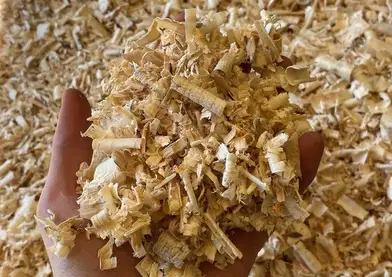 Viruta de pino
