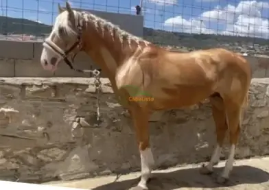 Potro