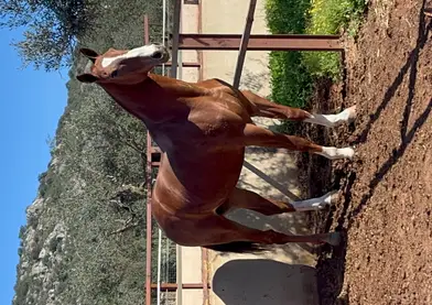 Se vende caballo alazan
