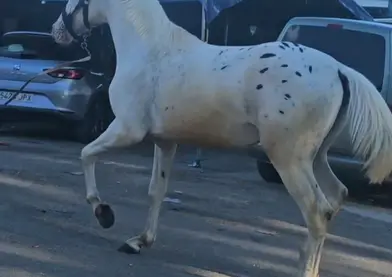 Potro appaloosa ojos azules súper barroco 18 meses