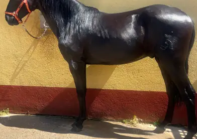 Potro pre (2023)