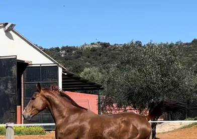 Se vende caballo alazan