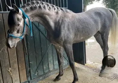 Caballo árabe egipcio entero