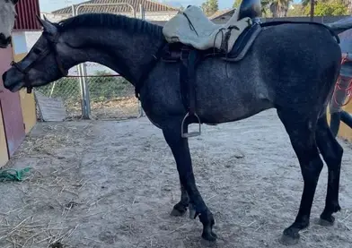 Caballo árabe egipcio entero