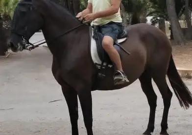 YEGUA PURA RAZA ESPAÑOLA  " FULANA XI "