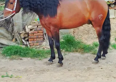 Caballo PRE de 5 años recién hechos, manso y guapo metido en eventos con más caballos