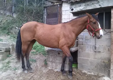 Yegua PRE apta para todos los jinetes