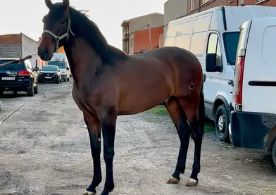 Potro español en venta