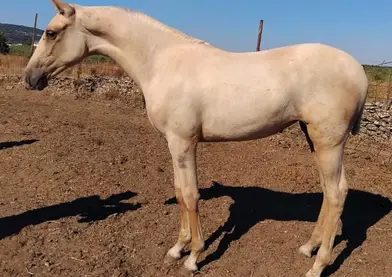 En venta potra perla