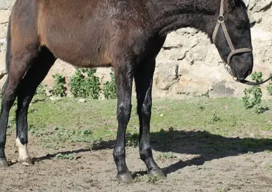 PRE negro español 1 año negro