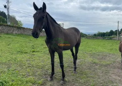 Potra de dos años y medio