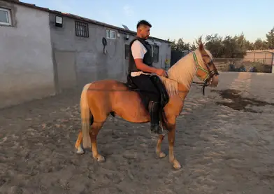 Venta de Caballo mestizo