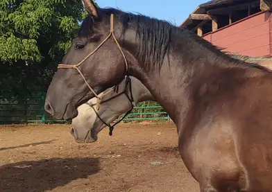 POTRO PRE NEGRO, 166 DE ALZADA