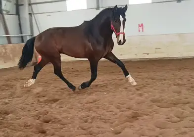 Potro pre ijo de jecomías cen