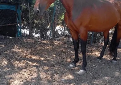 Potro andaluz con pasaporte