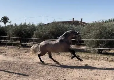 Caballo pura raza española