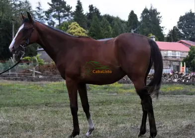 En venta potro psi excelentes origenes