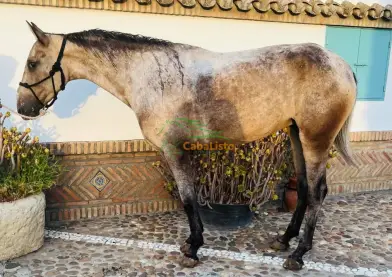 Se vende yegua con 5 años 1,63