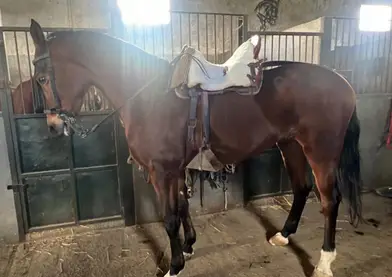 Se vende Caballo 3 sangres castaño con 11 años
