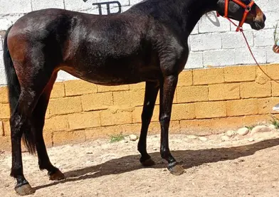 Se vende o se cambia yegua P.R.E con papeles