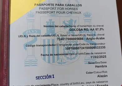 Potra angloarabe con papeles