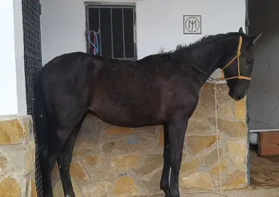 PRE Solitario de Mesa II , Torreluna.