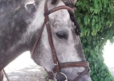 Línea Impaciente II. Buenas capacidades para Alta Escuela.