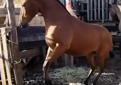 Potra PRE con gen 🧬 de isabelo