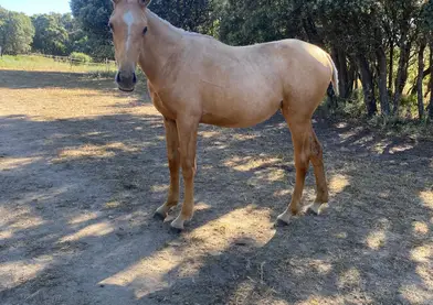 POTRA PALOMINA ANGLOLUSA