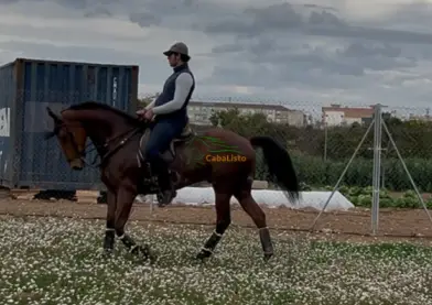 Caballo Anglo Luso del hierro de Raúl Martín Burgos